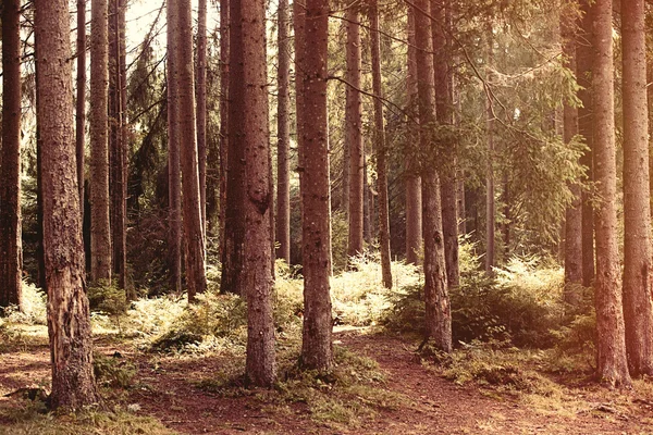 Tannenwald in den Karpaten — Stockfoto