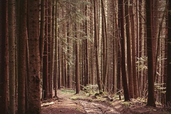 Floresta de abetos em Cárpatos — Fotografia de Stock