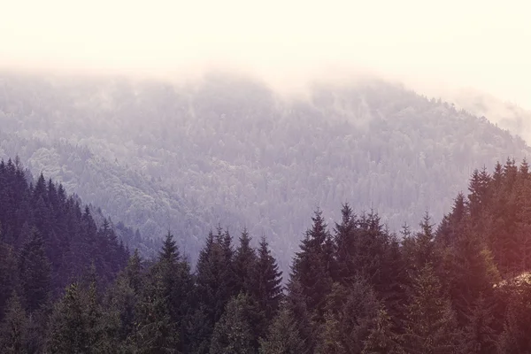 Carpatischer Wald im Herbst. — Stockfoto