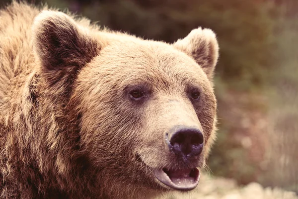 Вид на европейского бурого медведя — стоковое фото