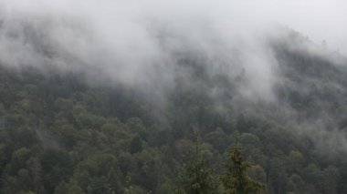Sonbahar zaman ormanda