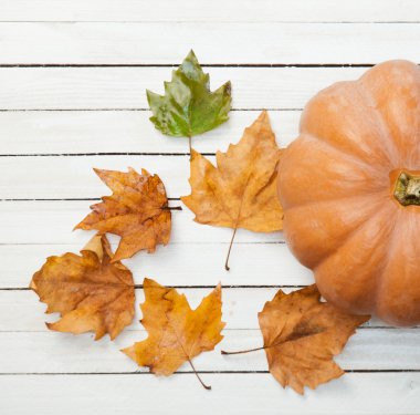 kabak ve yaprakları