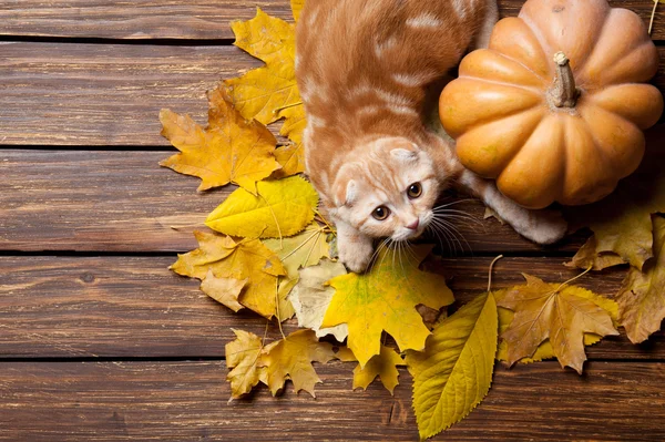 Імбир кошеня і кленове листя — стокове фото