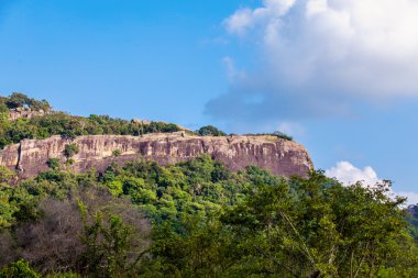 Sri Lanka tropikal orman