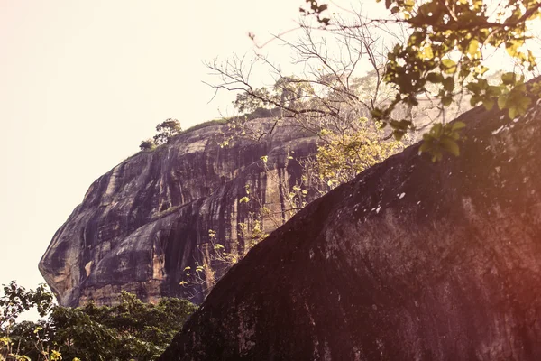 Sri Lanka bosque tropical — Foto de Stock