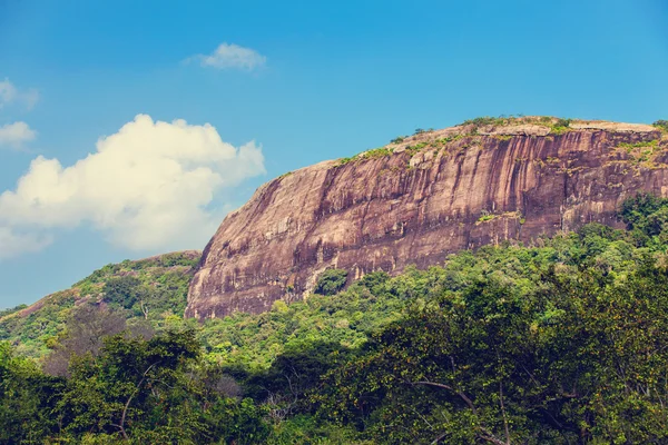 Srí Lanka tropický prales — Stock fotografie