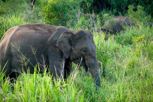 Μοναχικός ελέφαντας σε μια ζούγκλα — Φωτογραφία Αρχείου