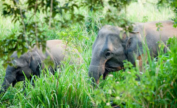 Δύο ελέφαντες σε μια ζούγκλα — Φωτογραφία Αρχείου