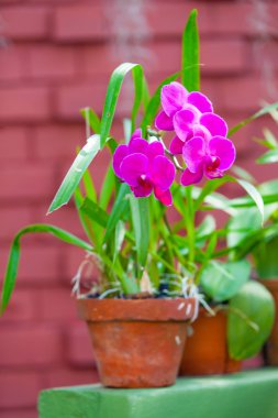 güzel orkide çiçekler