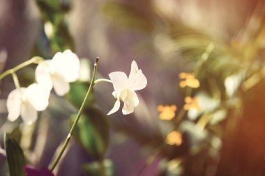 güzel orkide çiçekler