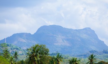 Sri Lanka tropikal orman