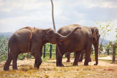 Two  Elephants near a jungle clipart