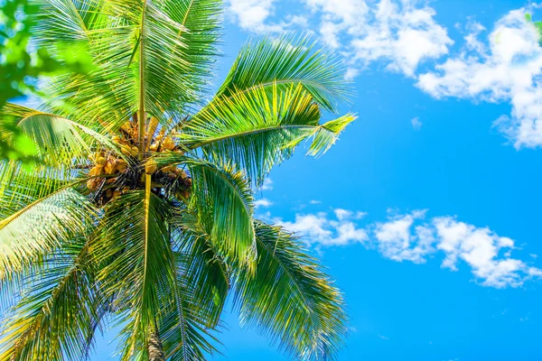 Palmiye ağacı ve gökyüzü. — Stok fotoğraf