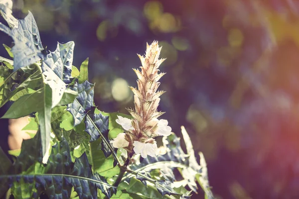 Albero di fiori tropicali da vicino — Foto Stock