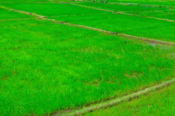 Campos de arroz verde — Fotografia de Stock