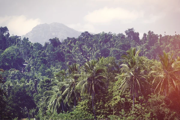 Sri Lanka bosque tropical — Foto de Stock