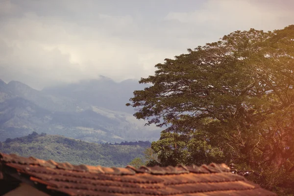 Sri Lanka bosque tropical — Foto de Stock