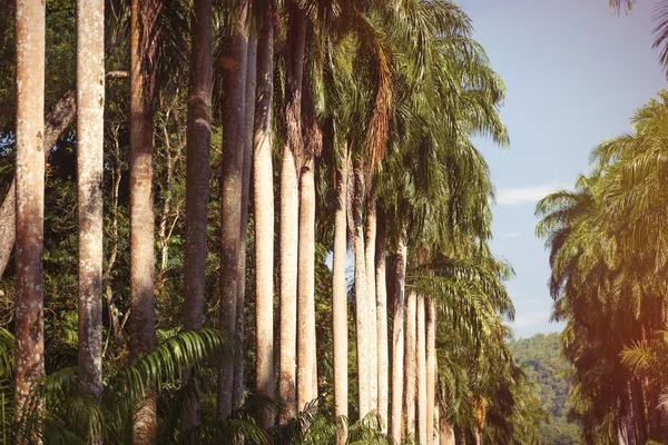 Hohe Palmen im Park — Stockfoto