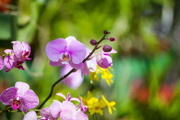 Bellissimi fiori di orchidea — Foto Stock