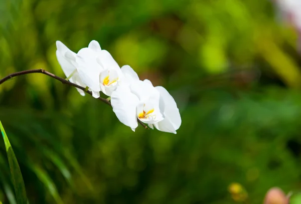 Krásné květy orchidejí — Stock fotografie