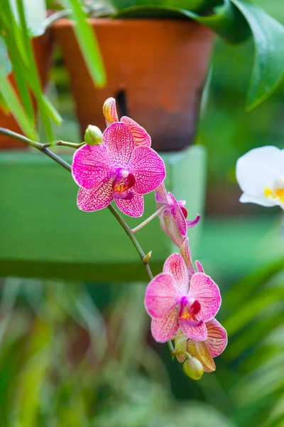 Schöne Orchideenblüten — Stockfoto