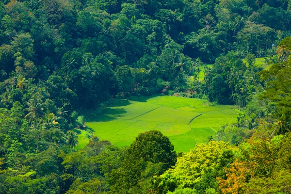 Green rice fields in Asia — Stock Photo, Image