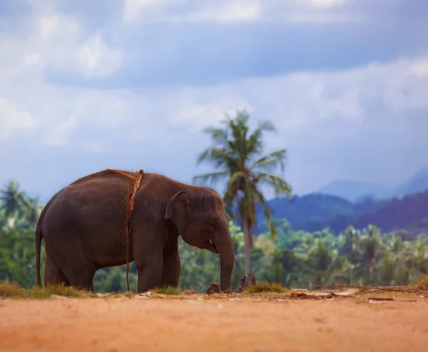 ジャングルの中で孤独な象 — ストック写真