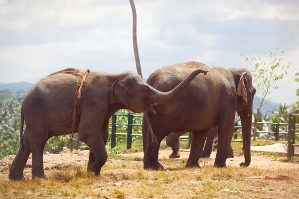 Zwei Elefanten in der Nähe eines Dschungels — Stockfoto