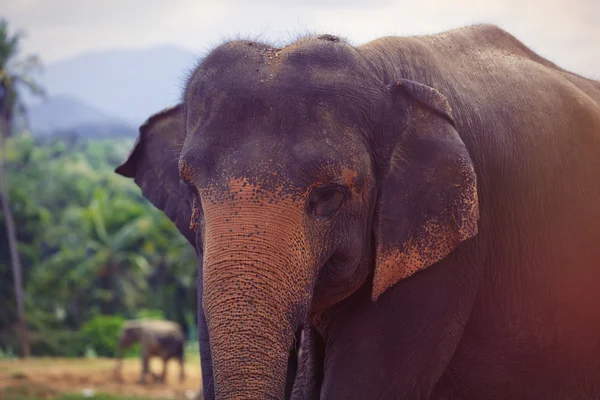Μοναχικός ελέφαντας σε μια ζούγκλα — Φωτογραφία Αρχείου