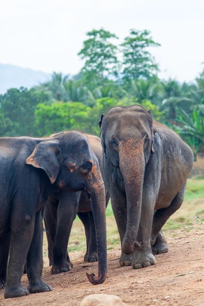 Elefánt csoport közelében egy dzsungel — Stock Fotó