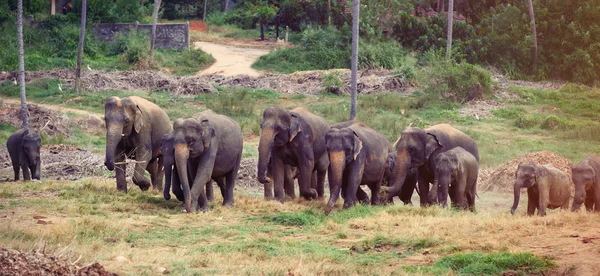 ジャングルの近くの象のグループ — ストック写真