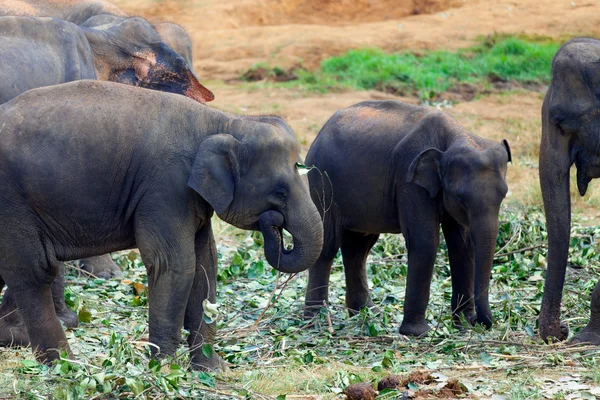 ジャングルの近くの象のグループ — ストック写真
