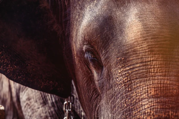 Einsamer Elefant im Dschungel — Stockfoto