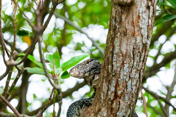 Varanus sitzt auf einem Baum — Stockfoto