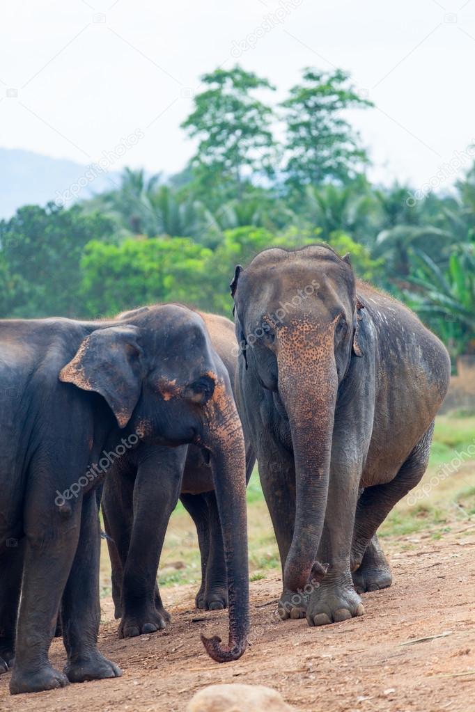 group of  Elephants near a jungle