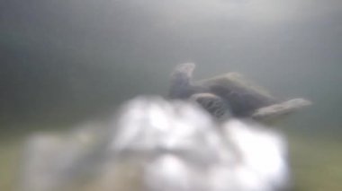 İki kaplumbağa sualtı Yüzme