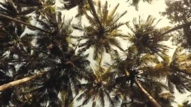 Palmiye ağaçları gün zaman