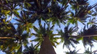 Palmiye ağaçları gün zaman