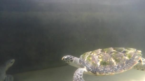 Две черепахи плавают под водой — стоковое видео
