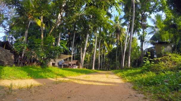 Toprak yol ve palmiye ağaçları — Stok video