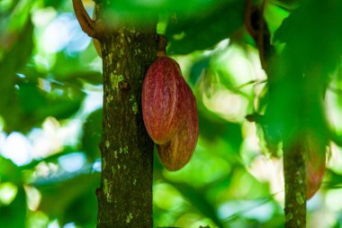 ağaç üzerinde olgunlaşmış breadfruits