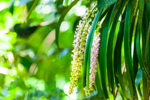 Árbol de flores tropicales — Foto de Stock