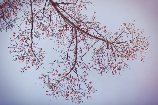 Árvore de flores no jardim — Fotografia de Stock