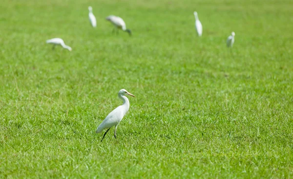 在绿色草地上的野生鹭鸟 — 图库照片