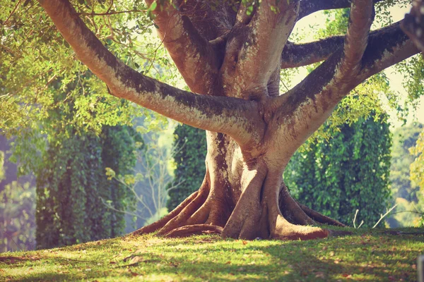 Árbol envejecido en el parque — Foto de Stock