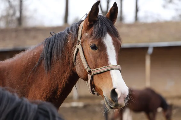 En häst på nära håll — Stockfoto