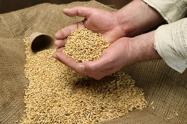 Wheat sowing seed — Stock Photo, Image