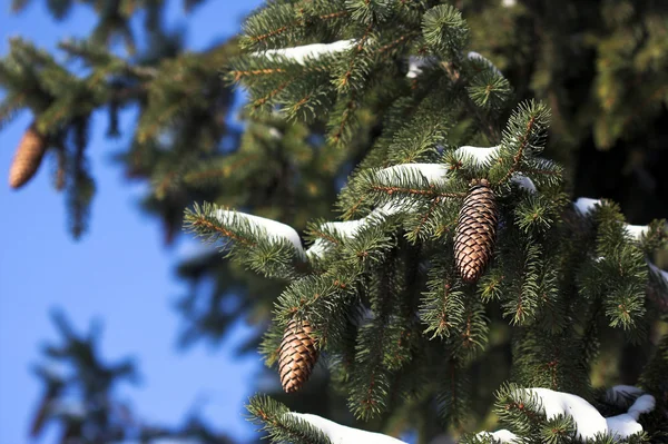 Cones de pinheiro — Fotografia de Stock