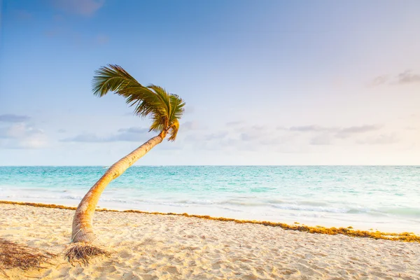 Paradise beach with single palm — Stock Photo, Image