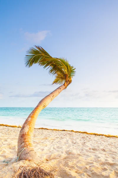 Paradise beach med enda palm Stockbild